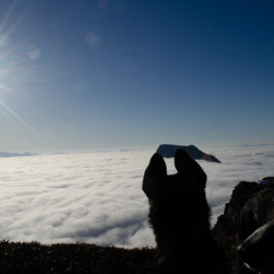 A figure with arms raised on a summit above a sunlit sea of cloud