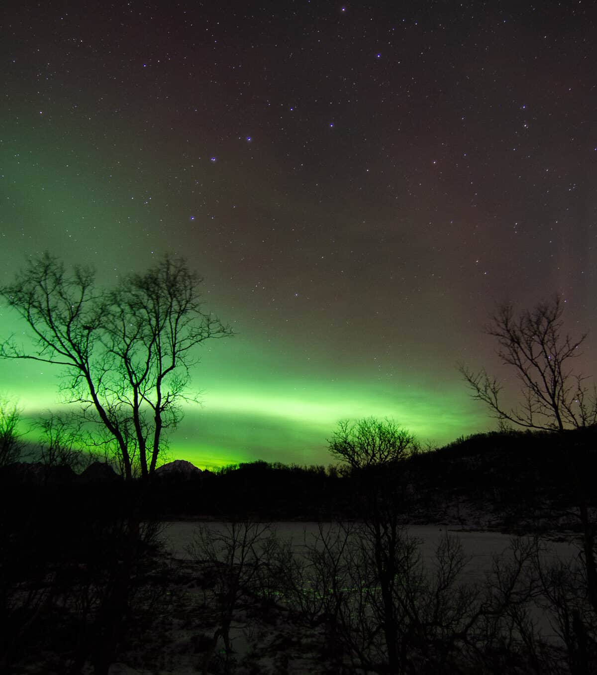 Aurora Through the Birches — Aunfjellet