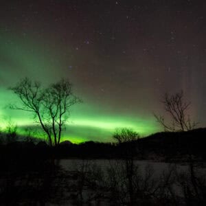 Northern lights behind bare birch trees at Aunfjellet, Harstad
