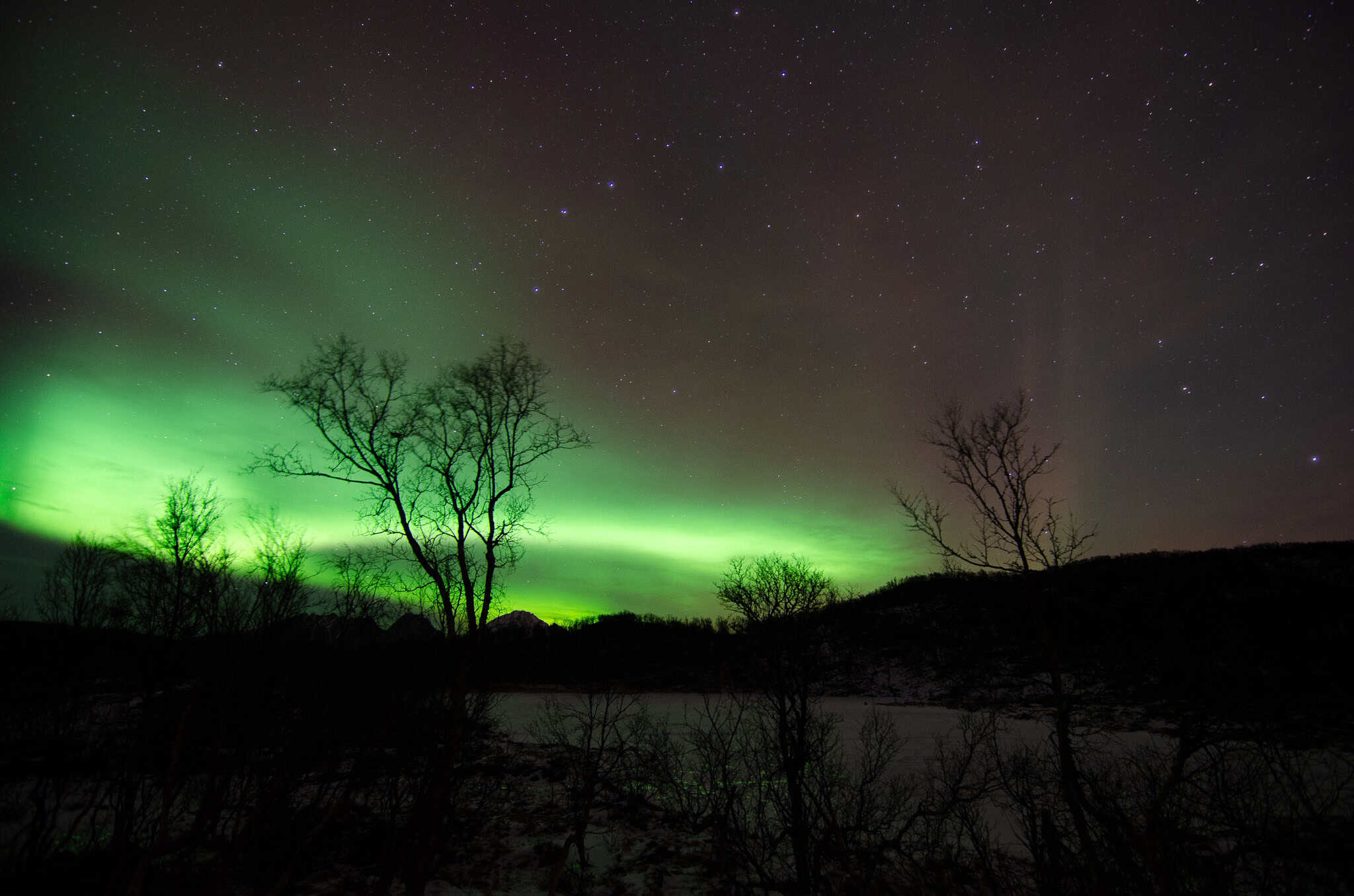 Northern lights behind bare birch trees at Aunfjellet, Harstad