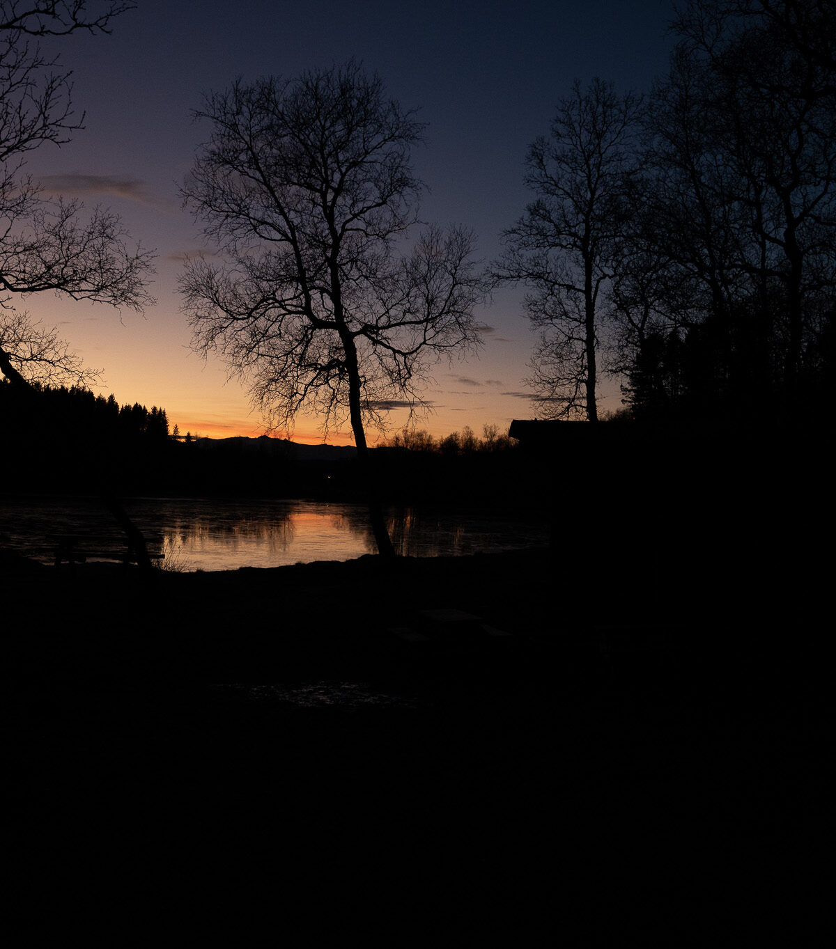 Bare Trees at Dusk