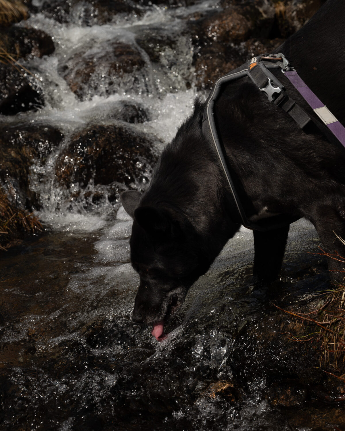 Drinking from the Falls
