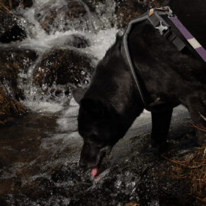 A dog drinking from a rushing mountain stream over dark rock