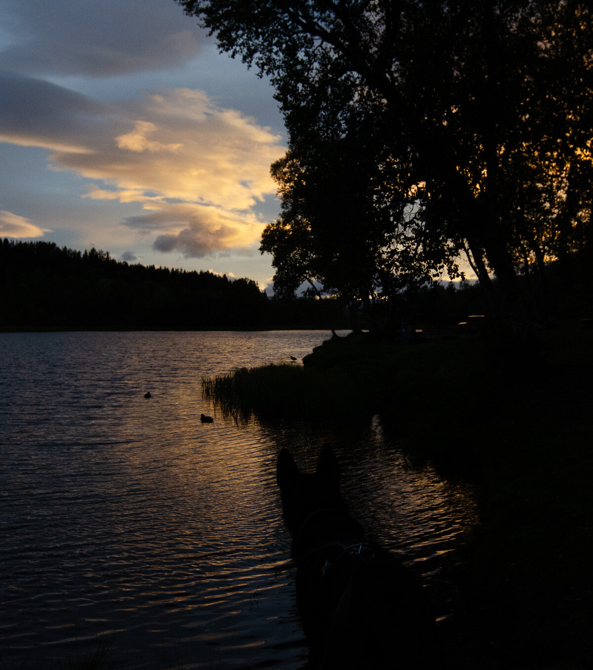 Evening on the Lake