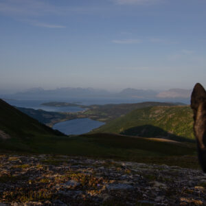 A dog looking out over lake and sea at Nontuva, Harstad