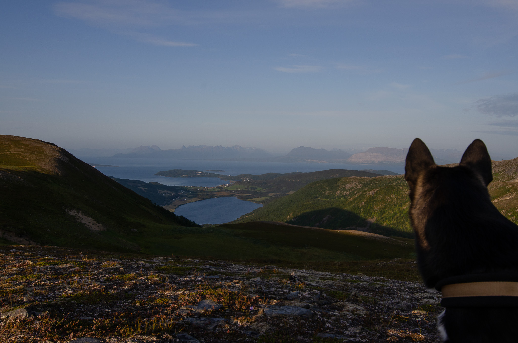 A dog looking out over lake and sea at Nontuva, Harstad