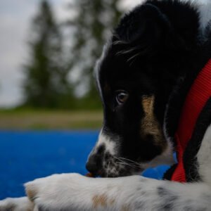 A small puppy in a red collar resting against a blue blanket