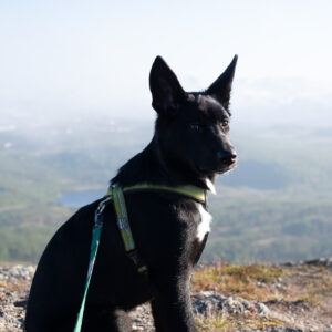 A dog sitting on a rock outcrop with fog rolling through the valley