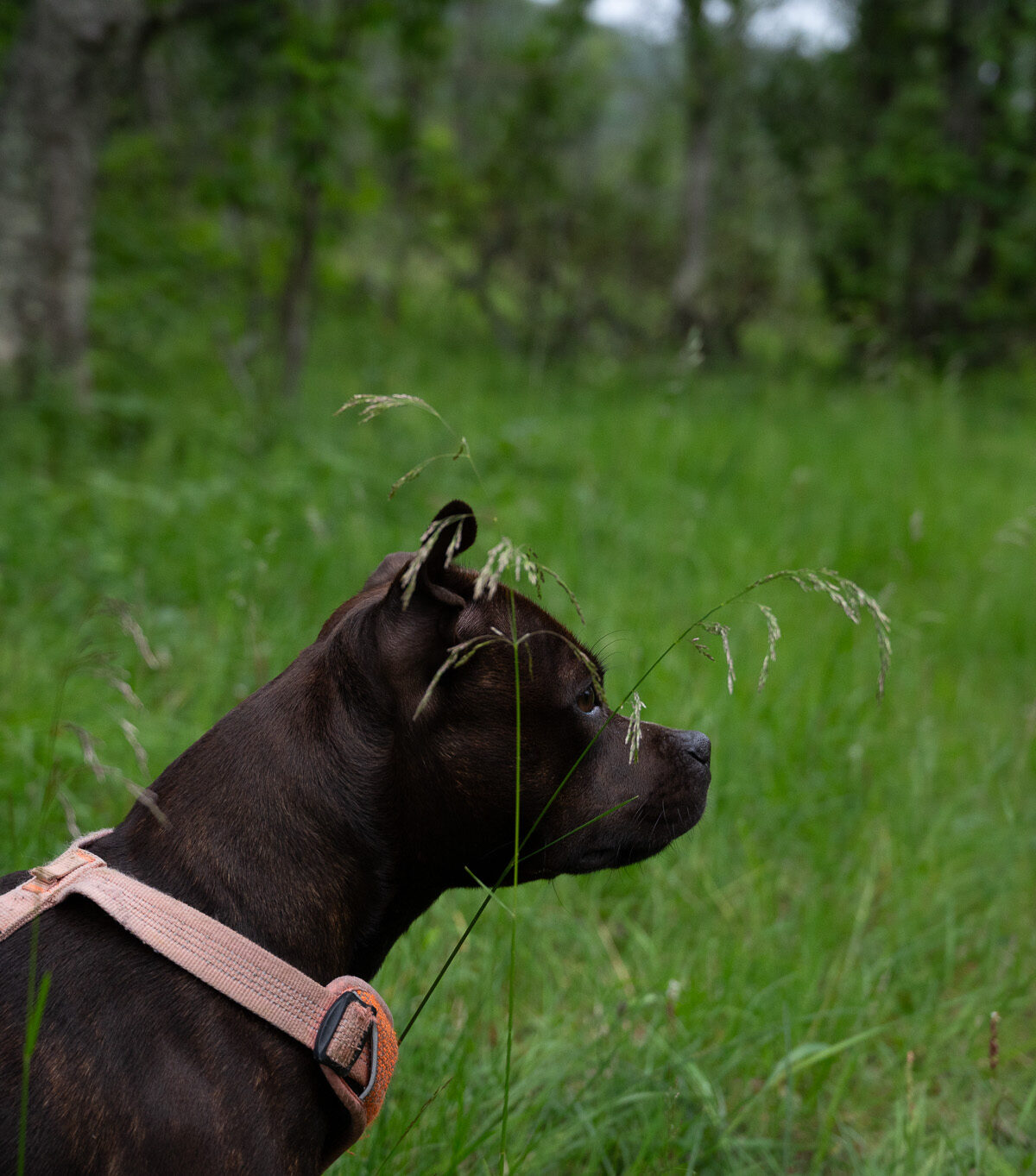 In the Tall Grass