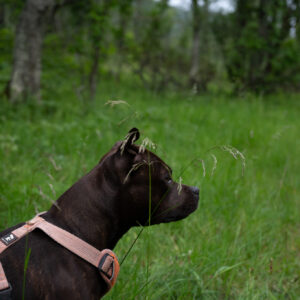 A dog in profile among summer grasses on a green hillside