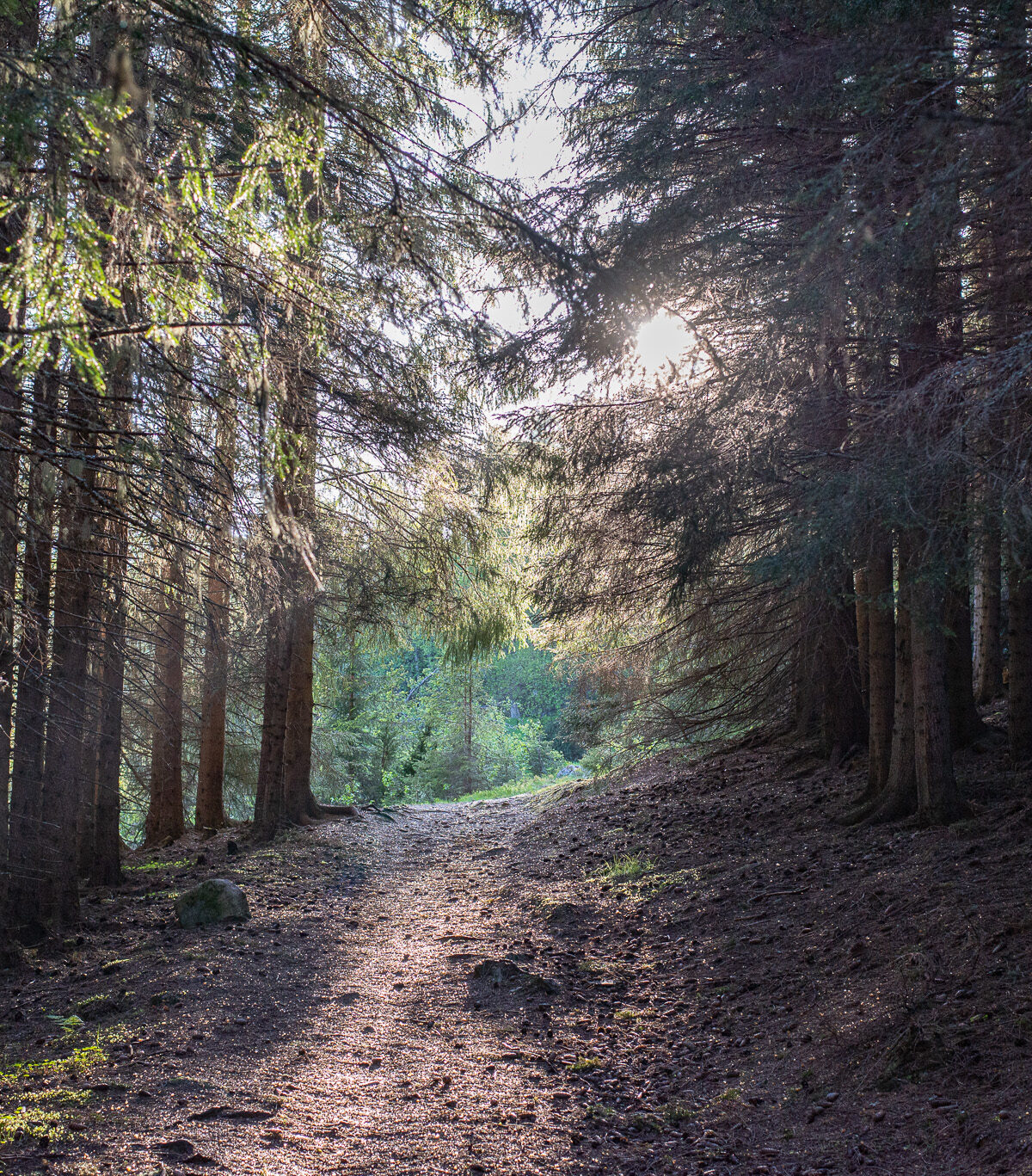 Light in the Forest