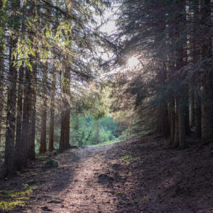Sunlight falling through spruce onto a quiet forest path