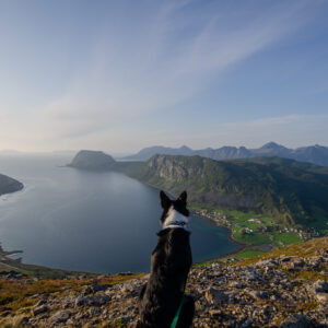 A dog on a summit above the fjord at Nontuva, Harstad