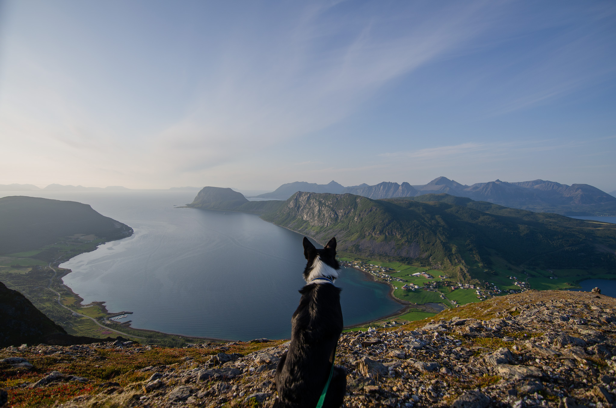 A dog on a summit above the fjord at Nontuva, Harstad