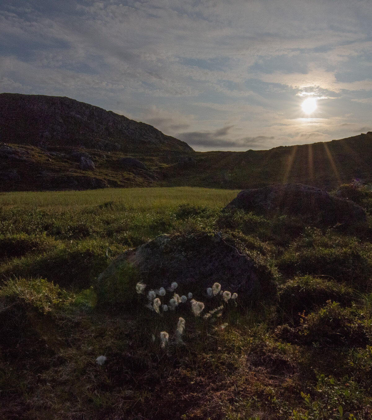 Low Sun on the Moor