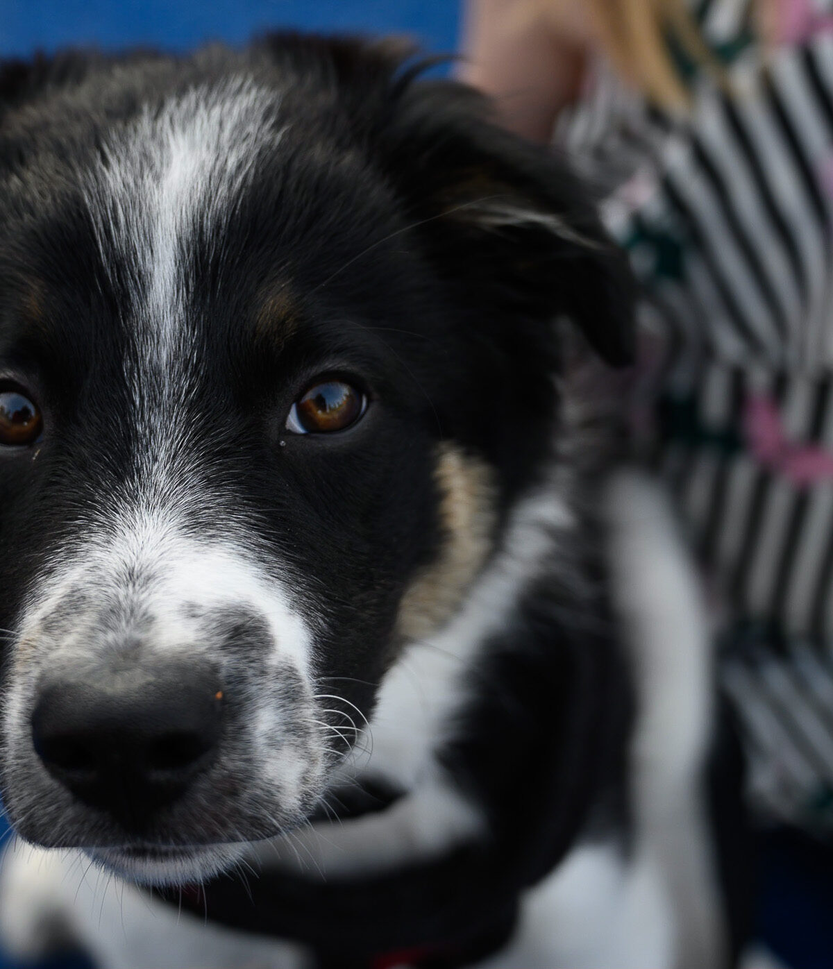Puppy