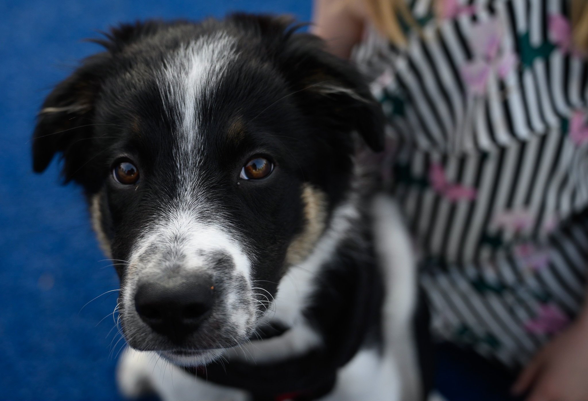 A young black and white puppy held close, looking at the camera