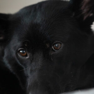 Intimate close-up of a black dog resting, eyes toward the camera