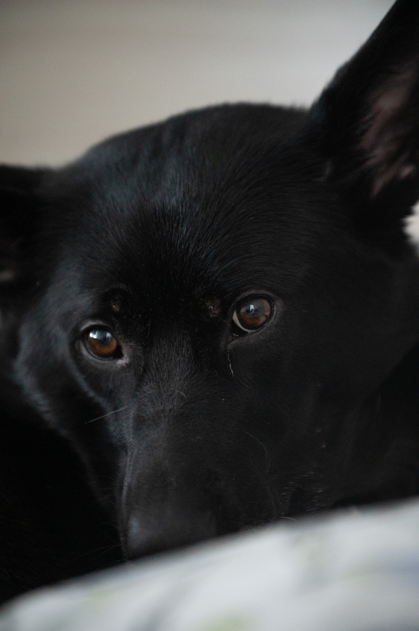 Intimate close-up of a black dog resting, eyes toward the camera