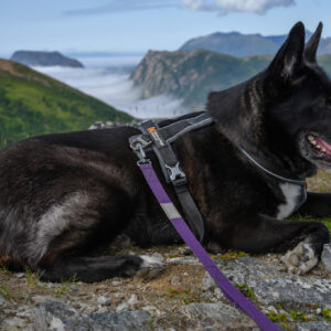 A dog lying on a summit rock with cloud sea and mountains behind
