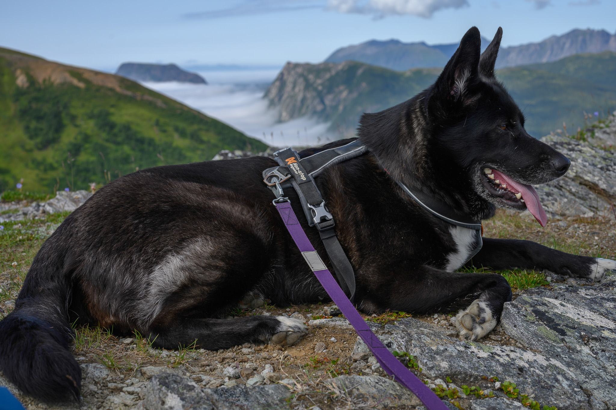 A dog lying on a summit rock with cloud sea and mountains behind