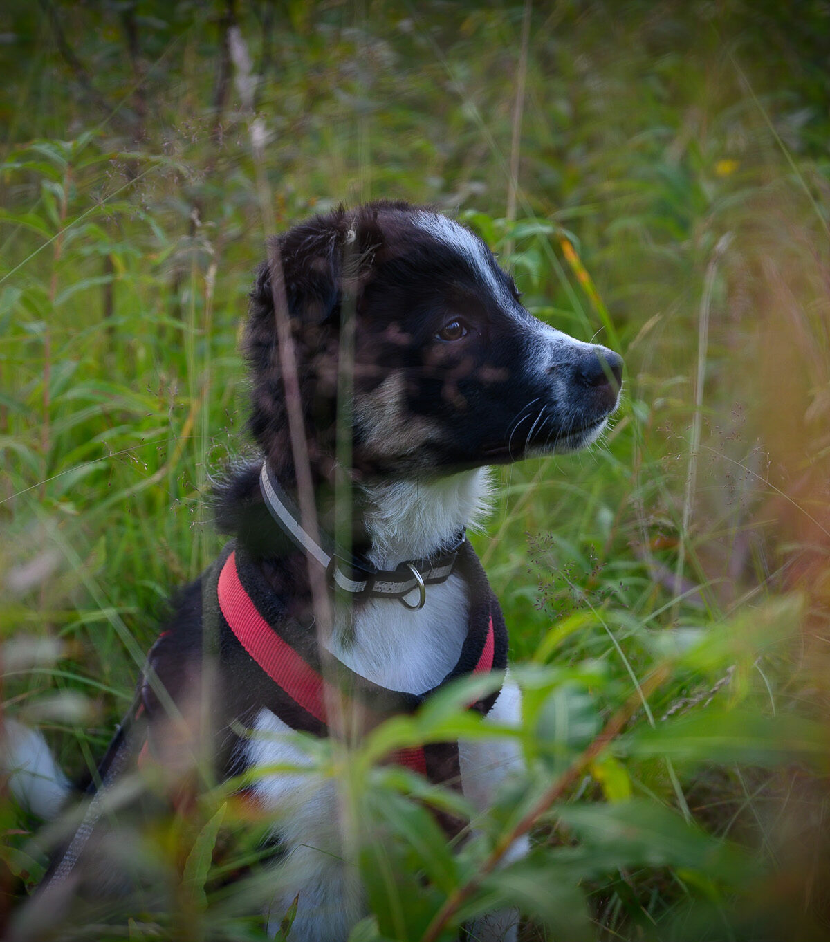 Summer Grass