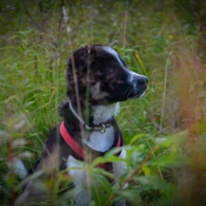 A dog half-hidden in tall green grass on a summer day