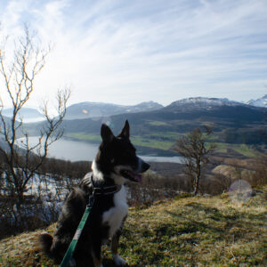 A dog on the ridge above the fjord at Kilhusåsen, Harstad