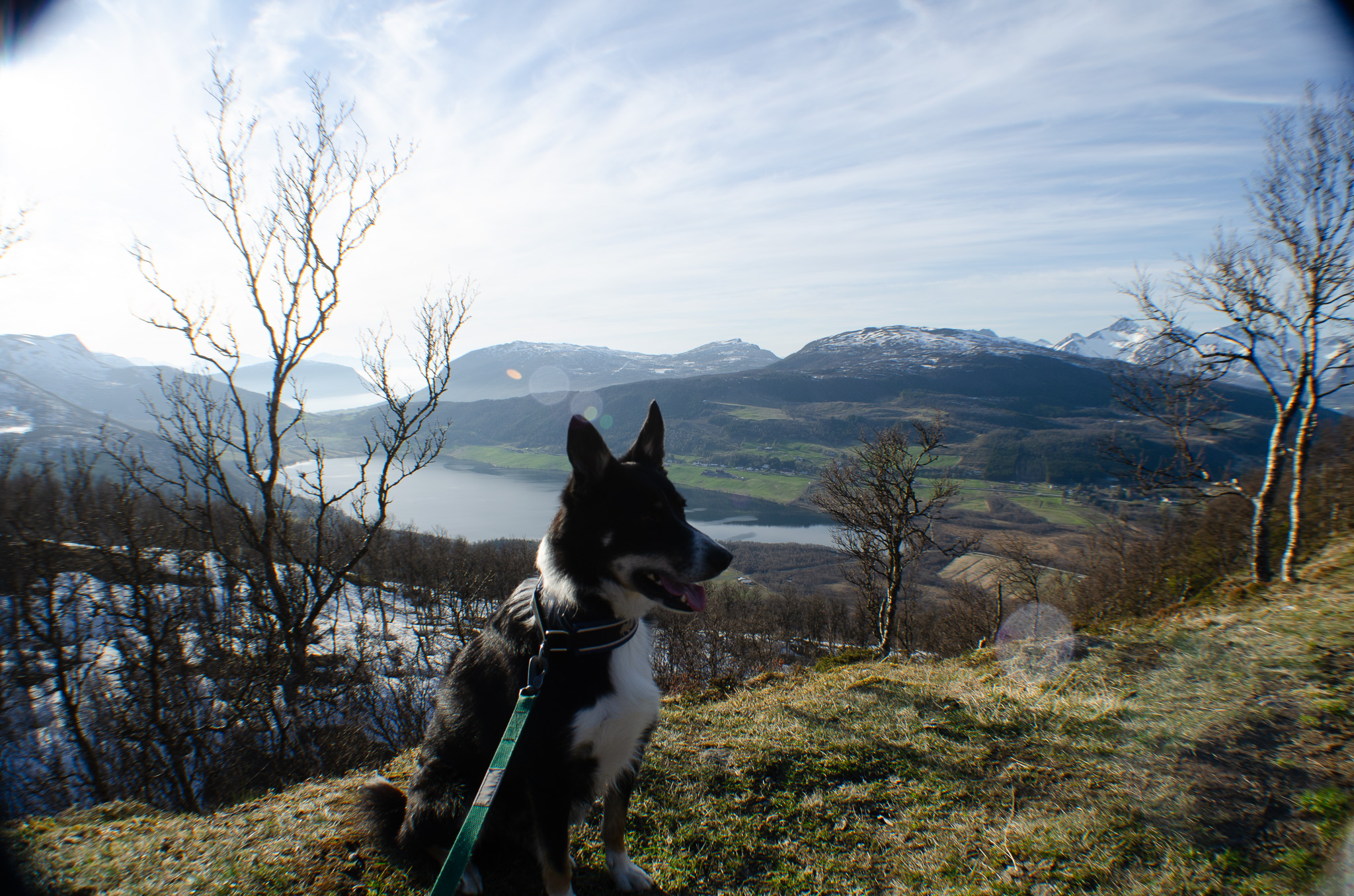 A dog on the ridge above the fjord at Kilhusåsen, Harstad