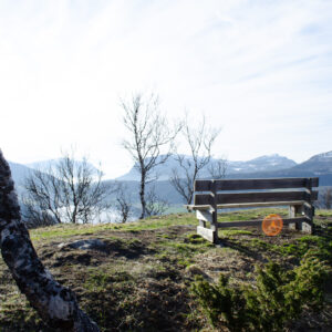 A weathered bench beneath a birch at Kilhusåsen, Harstad