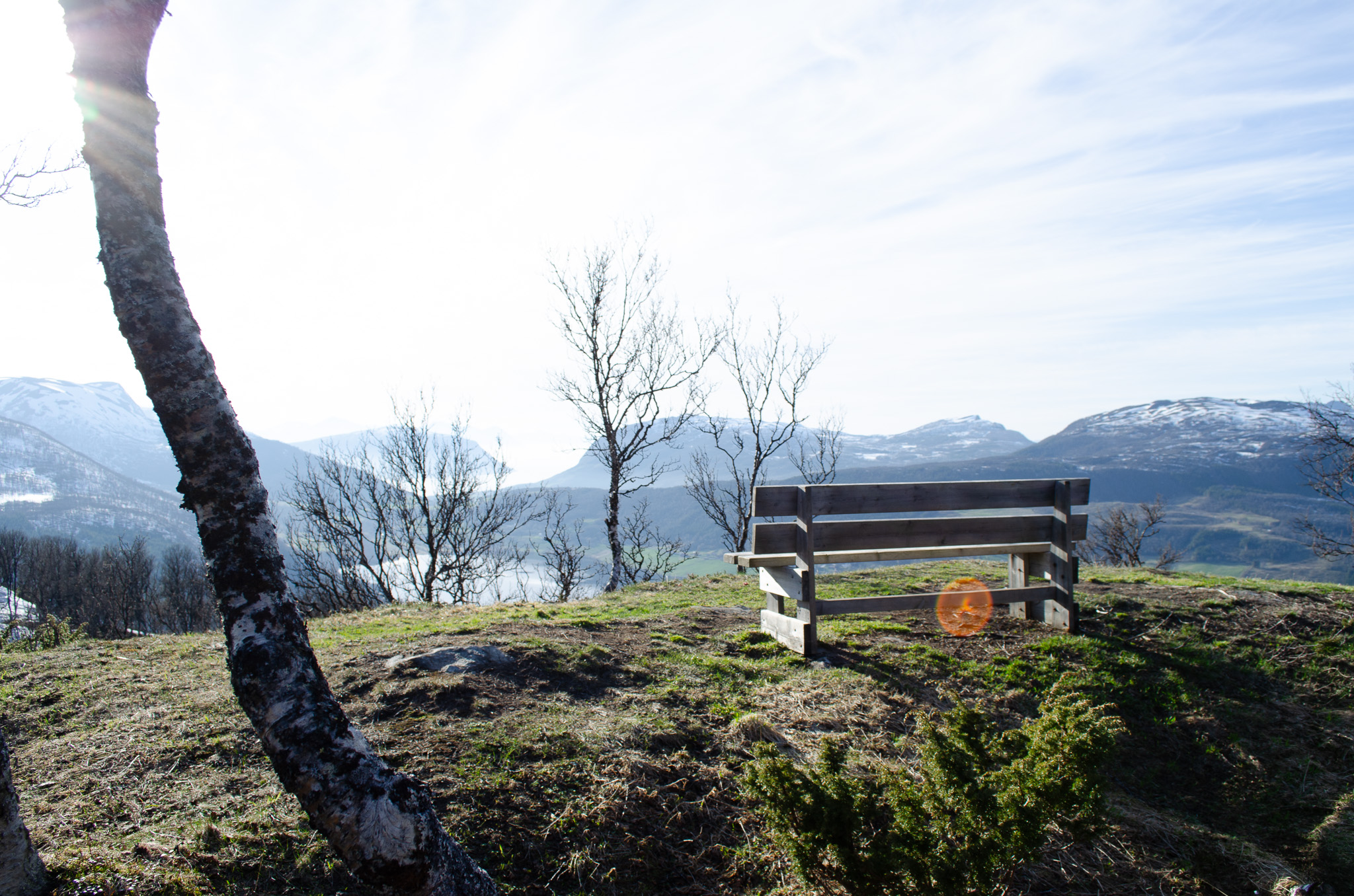 A weathered bench beneath a birch at Kilhusåsen, Harstad