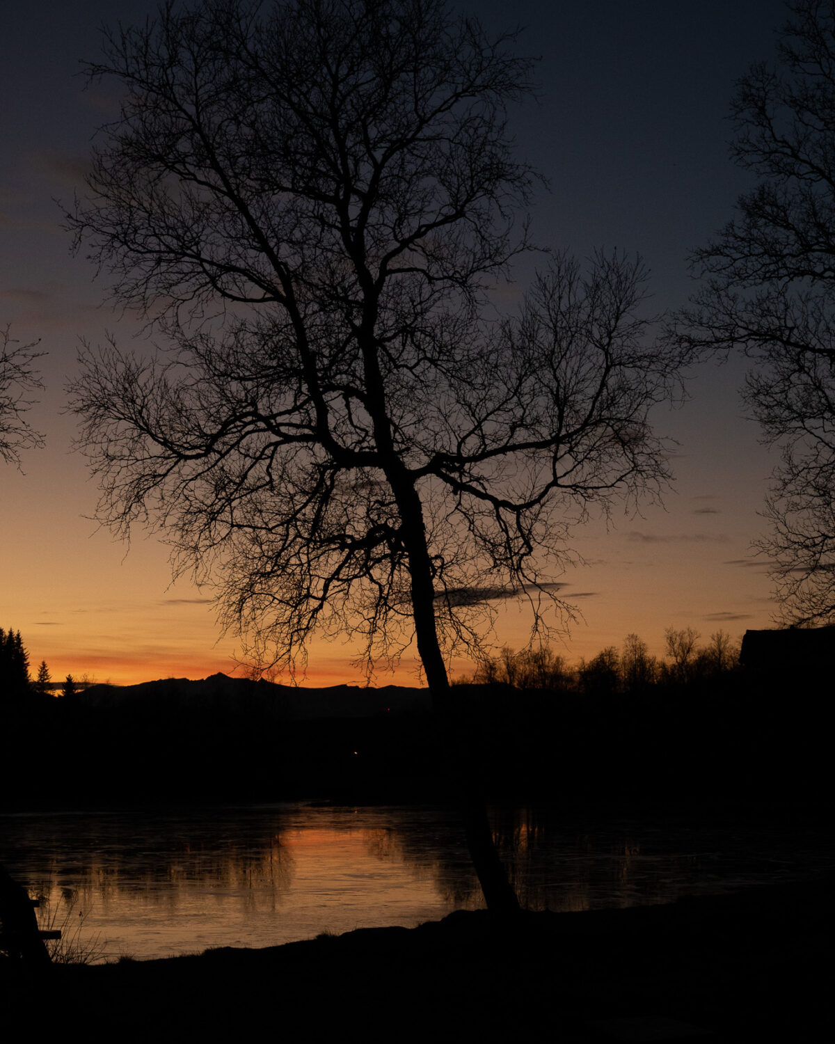 The Lone Tree