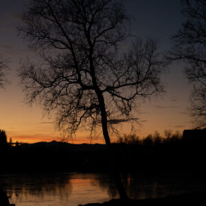 A single bare tree standing against a burning sunset by still water