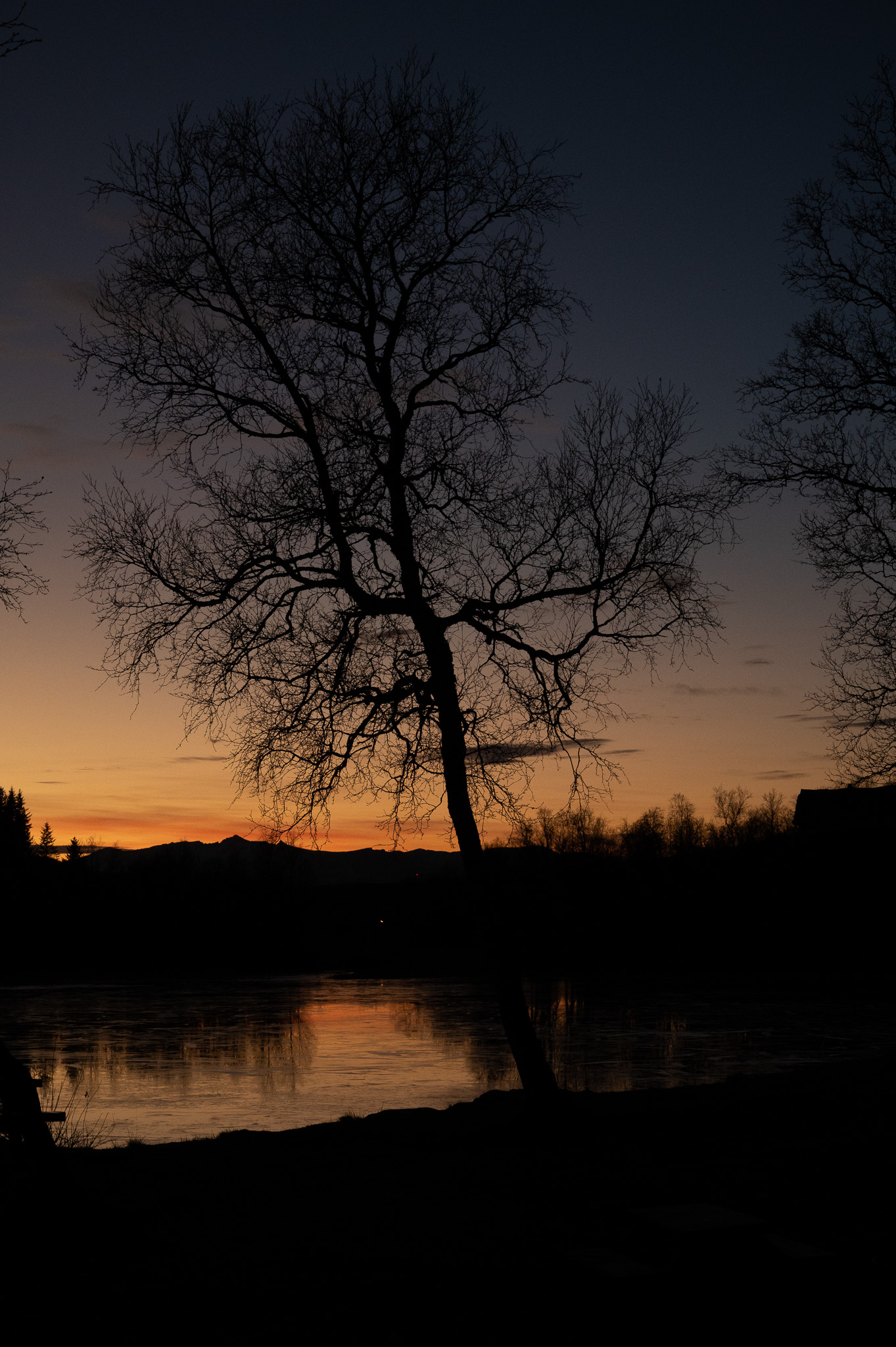 A single bare tree standing against a burning sunset by still water