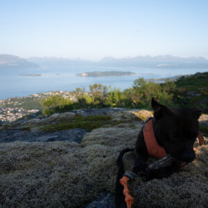 A dog resting on a rock ledge above a coastal town and fjord