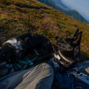 Two dogs curled on a backpack at Nontuva, Harstad