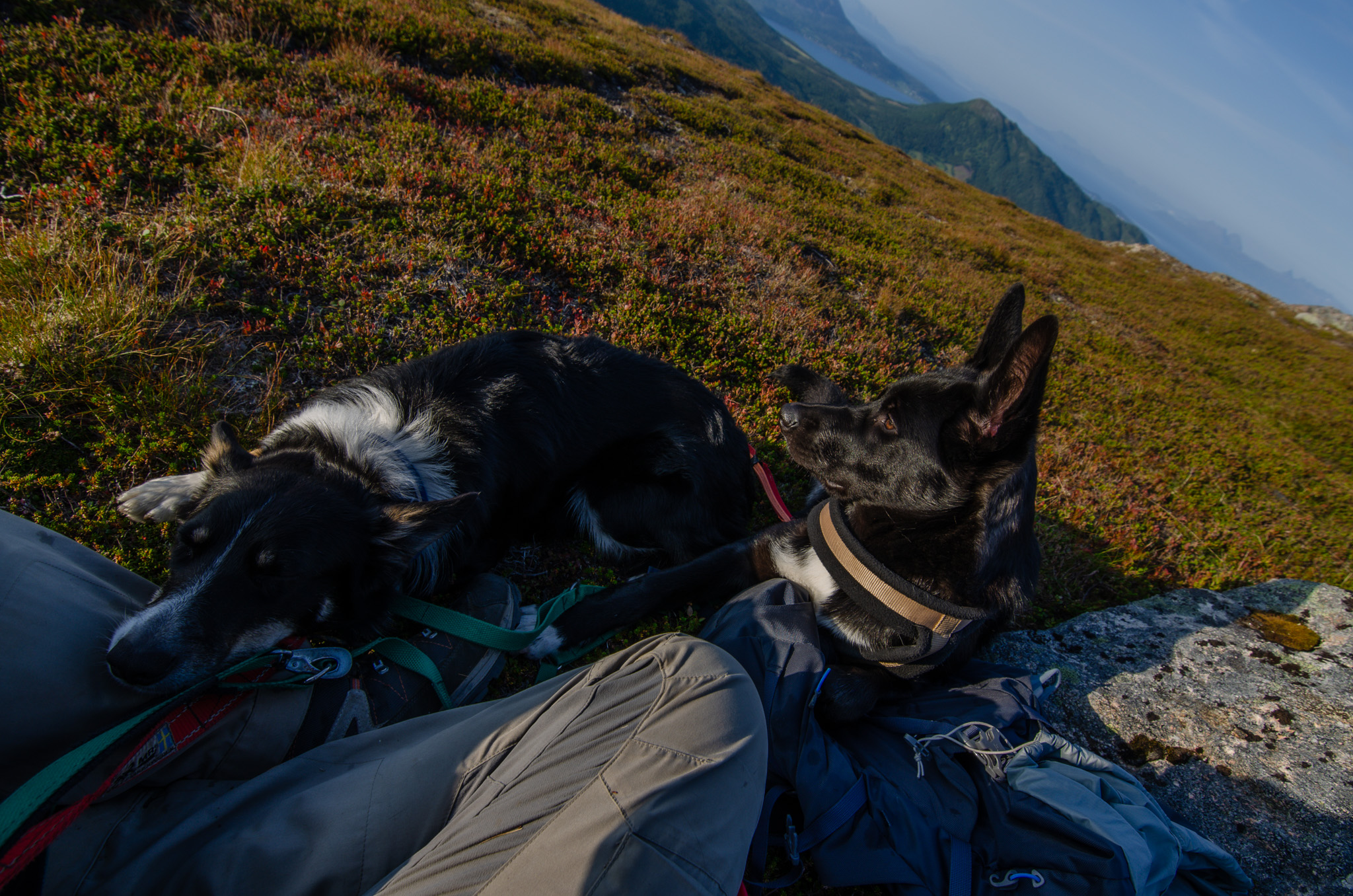 Two dogs curled on a backpack at Nontuva, Harstad