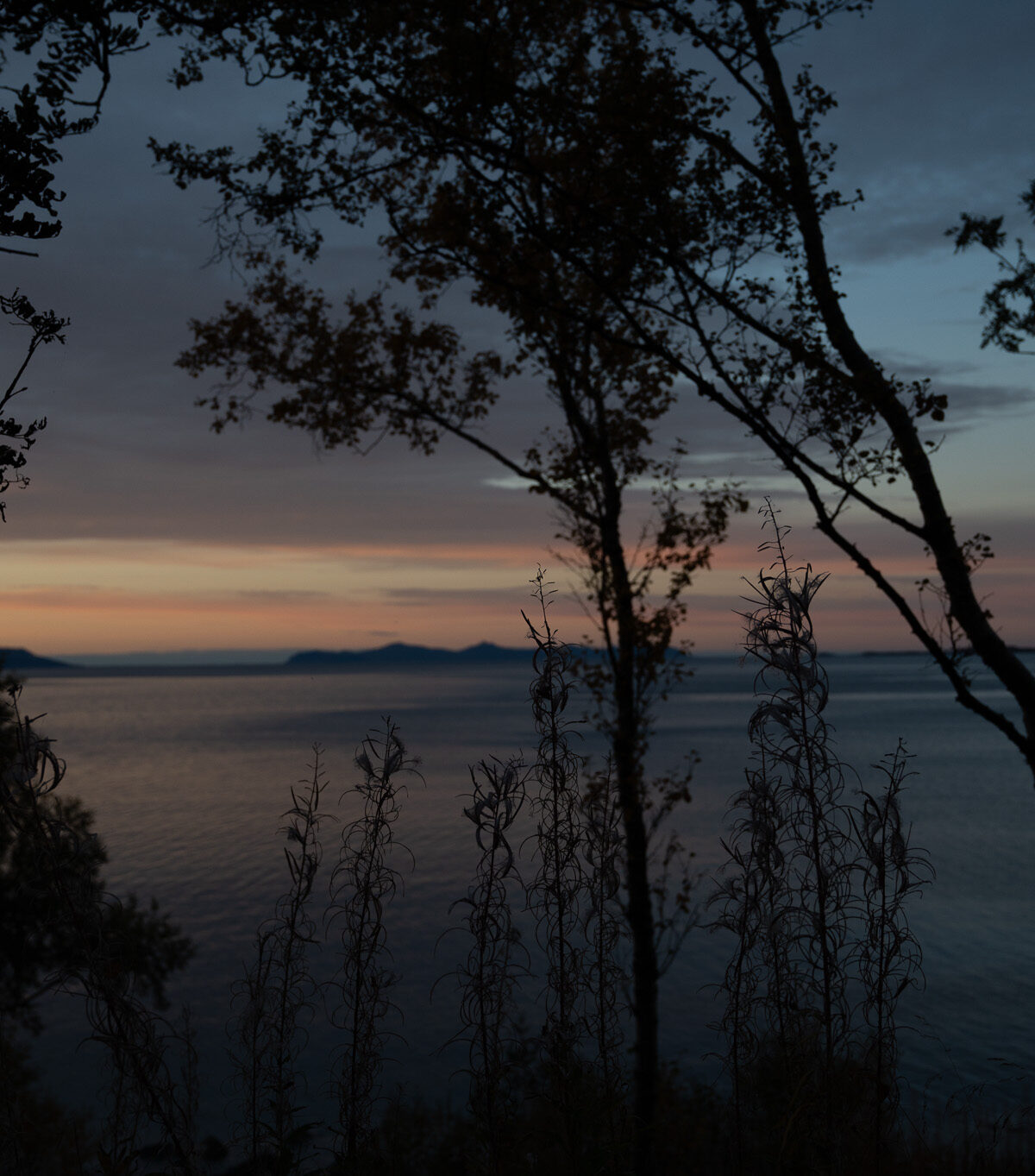 Twilight Through the Trees