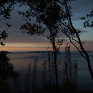Birch branches silhouetted against a pale twilight sky over water