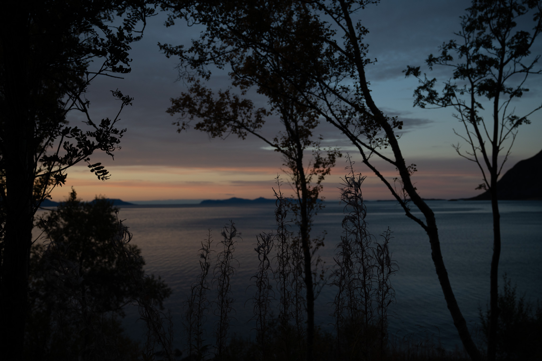 Birch branches silhouetted against a pale twilight sky over water