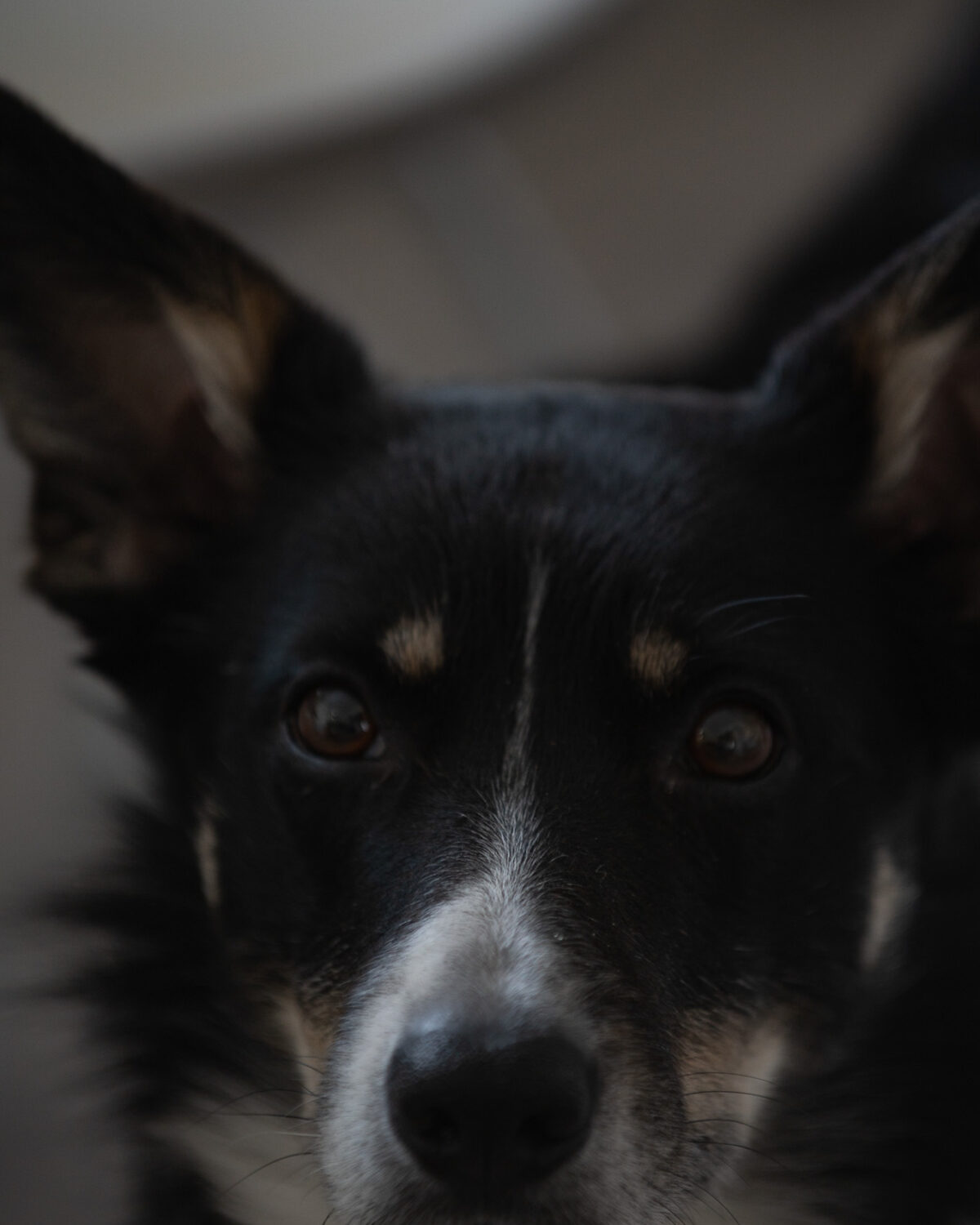 Watchful