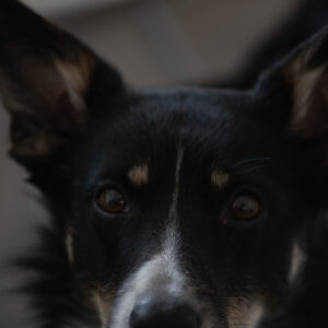 Close portrait of a black and white dog with alert brown eyes